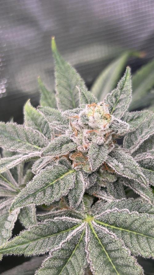 BLUE ZUSHI 🔵🍣. Week 15