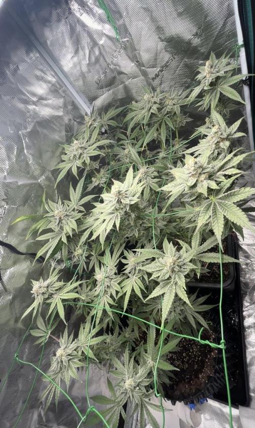 BLUE ZUSHI 🔵🍣. Week 15