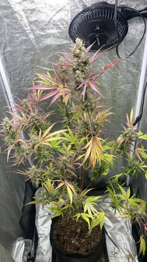 Mimosa Sunrise 🍊XXL. Week 12