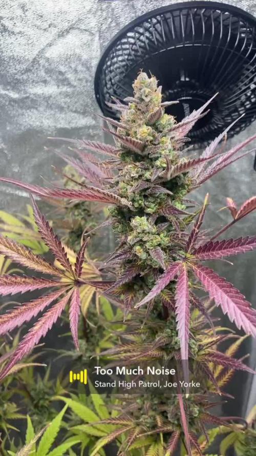 Mimosa Sunrise 🍊XXL