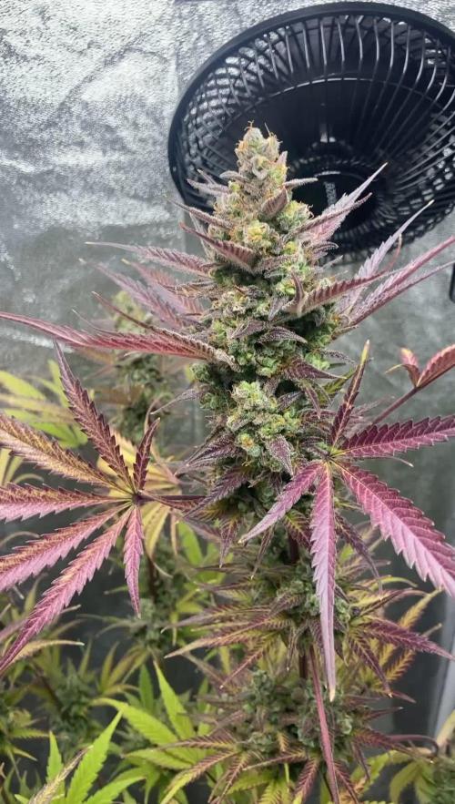 Mimosa Sunrise 🍊XXL