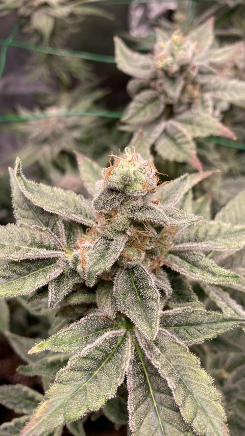 BLUE ZUSHI 🔵🍣. Week 16