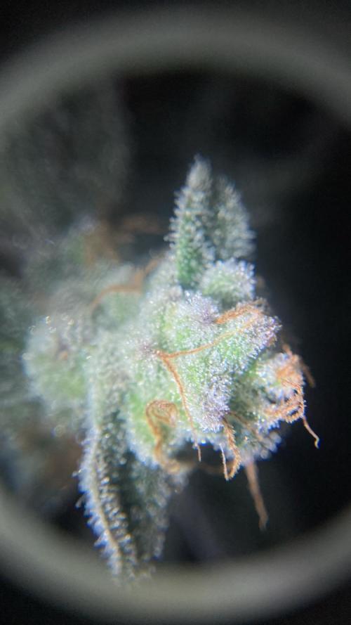 BLUE ZUSHI 🔵🍣. Week 16
