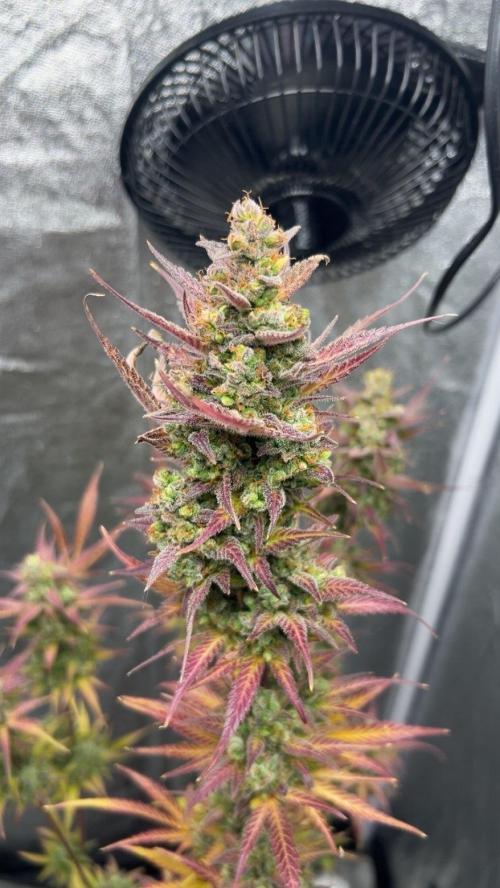Mimosa Sunrise 🍊XXL. Week 13