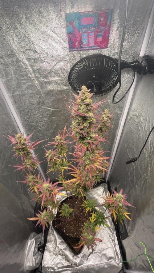 Mimosa Sunrise 🍊XXL. Week 13