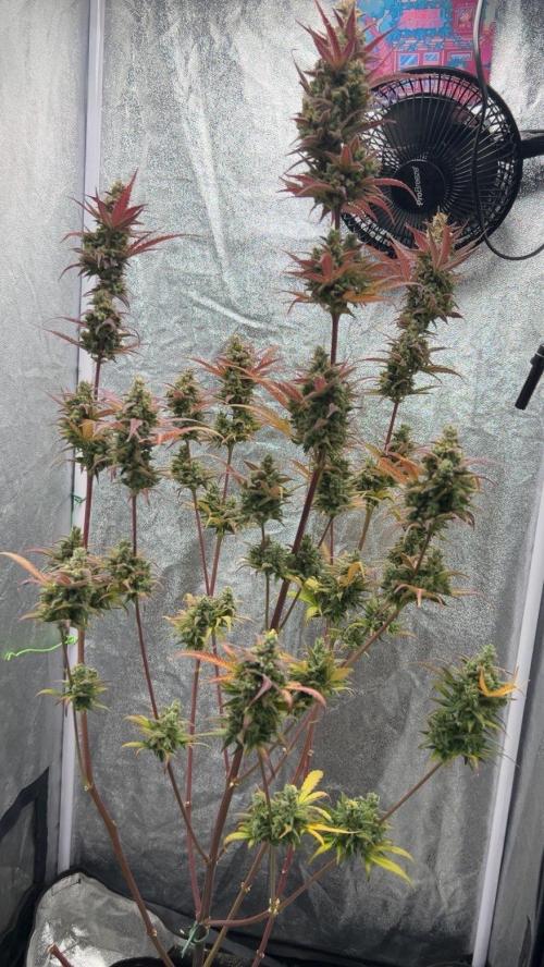 Mimosa Sunrise 🍊XXL. Week 13