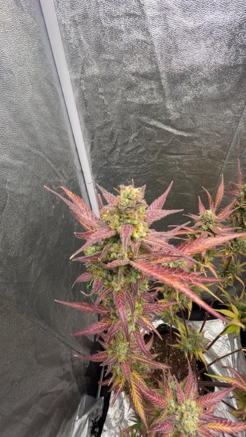 Mimosa Sunrise 🍊XXL. Week 13