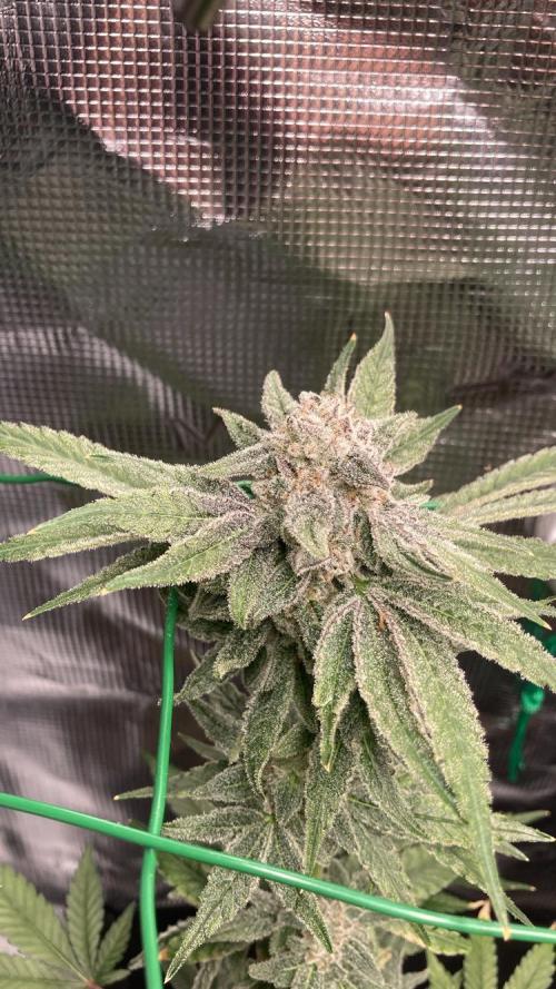 BLUE ZUSHI 🔵🍣. Week 17