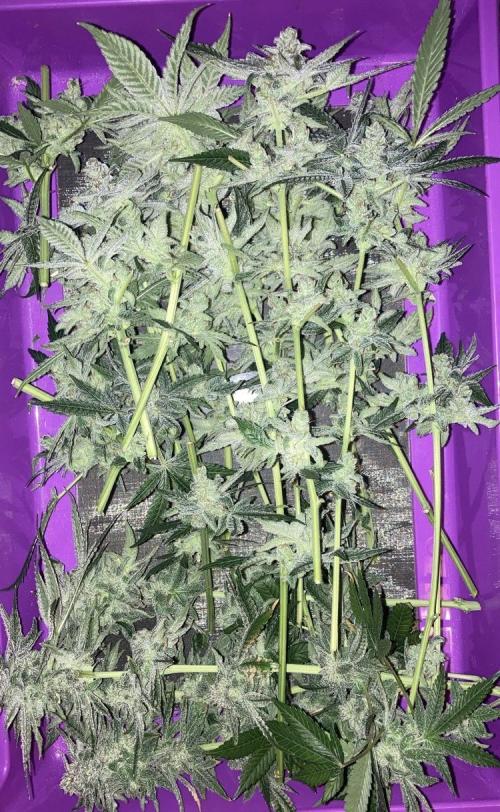 Blue Zushi. Week 17