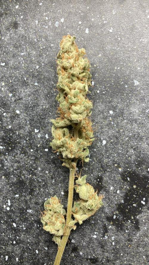Blue Zushi. Week 17
