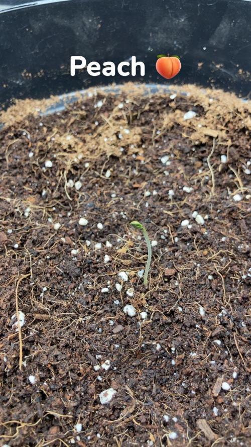 SENSI FRUITS. Week 0