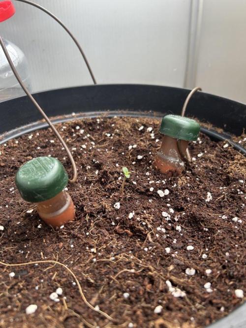 Tropf-Blumat. Week 0
