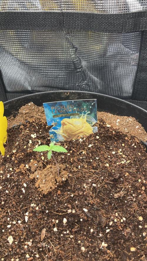 Runtz & Roses // Pickled Lemon F1. Week 1