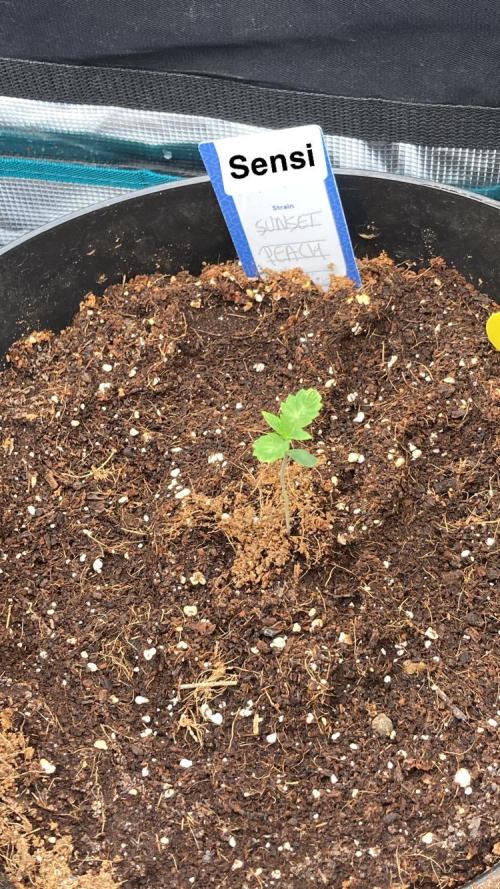 SENSI FRUITS. Week 1