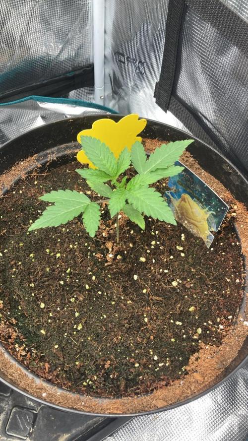 Runtz & Roses // Pickled Lemon F1. Week 2
