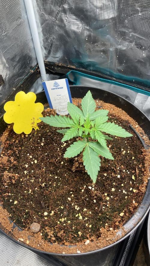 Runtz & Roses // Pickled Lemon F1. Week 2