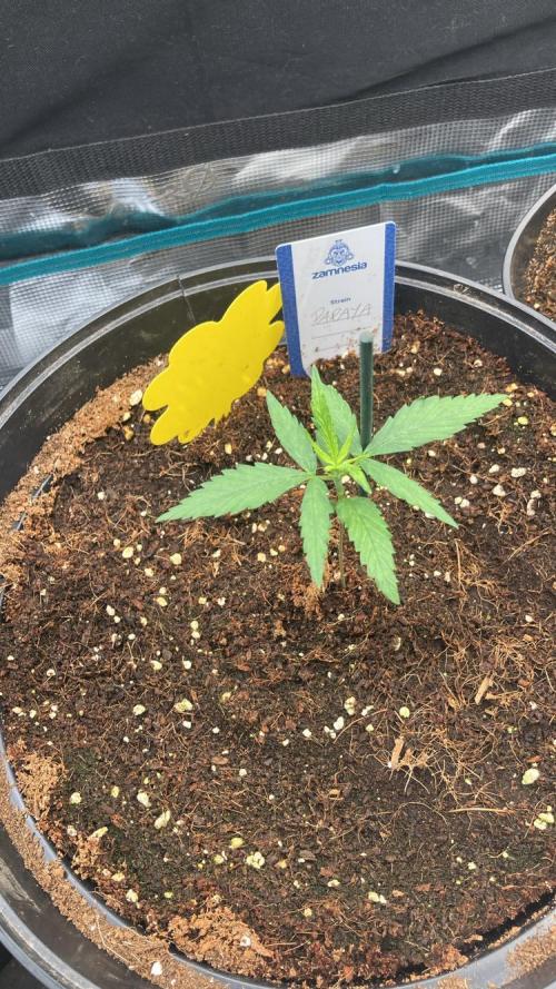 SENSI FRUITS. Week 2