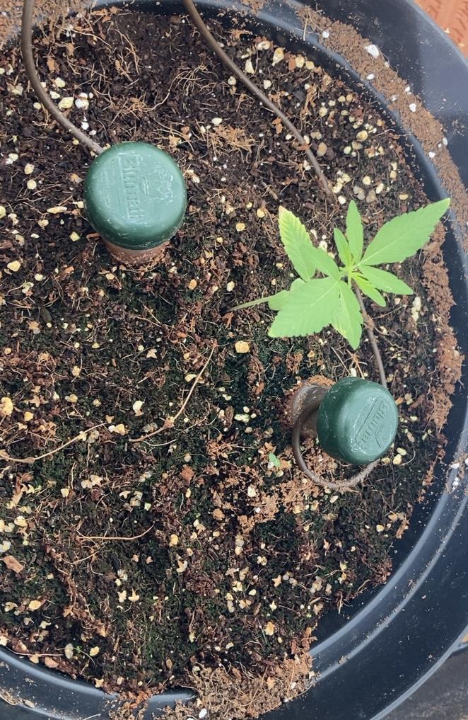Pineapple Glue 🍍[OUTDOOR]. Week 2