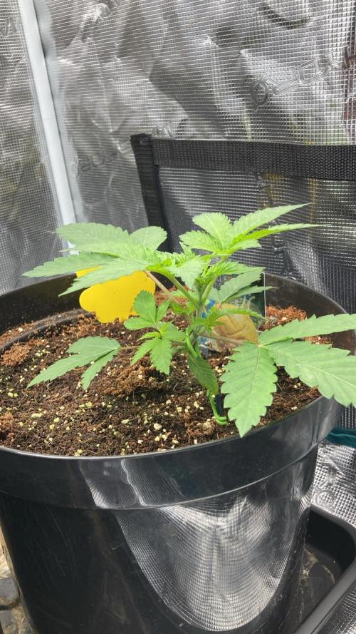 Runtz & Roses // Pickled Lemon F1. Week 3