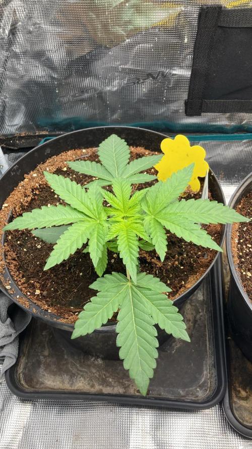Runtz & Roses // Pickled Lemon F1. Week 3