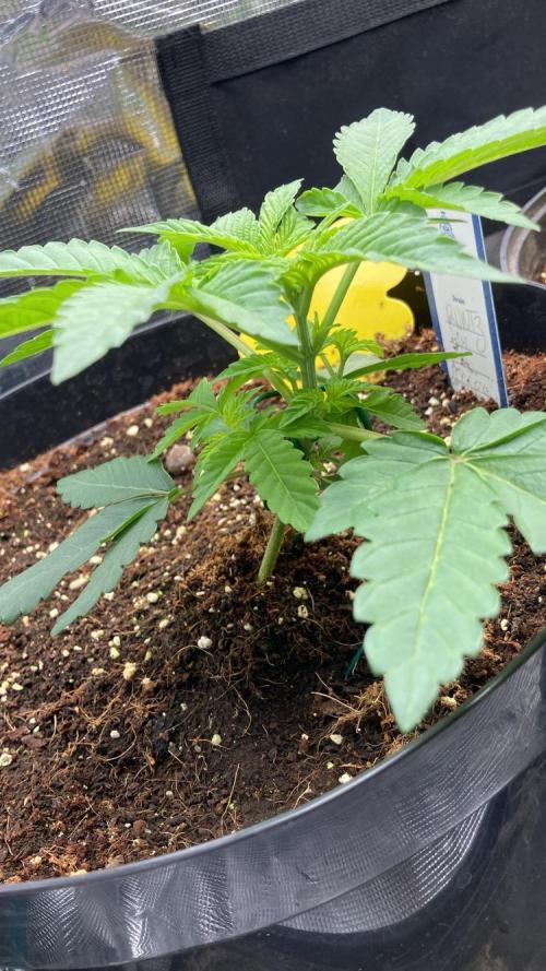 Runtz & Roses // Pickled Lemon F1. Week 3