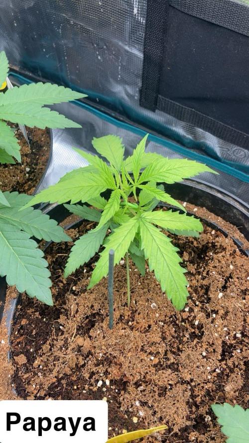 SENSI FRUITS. Week 3