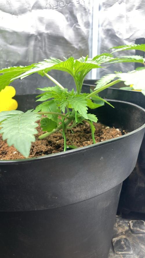 SENSI FRUITS. Week 3