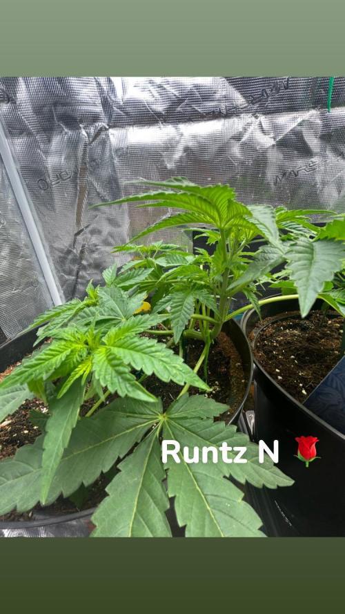 Runtz & Roses // Pickled Lemon F1. Week 4