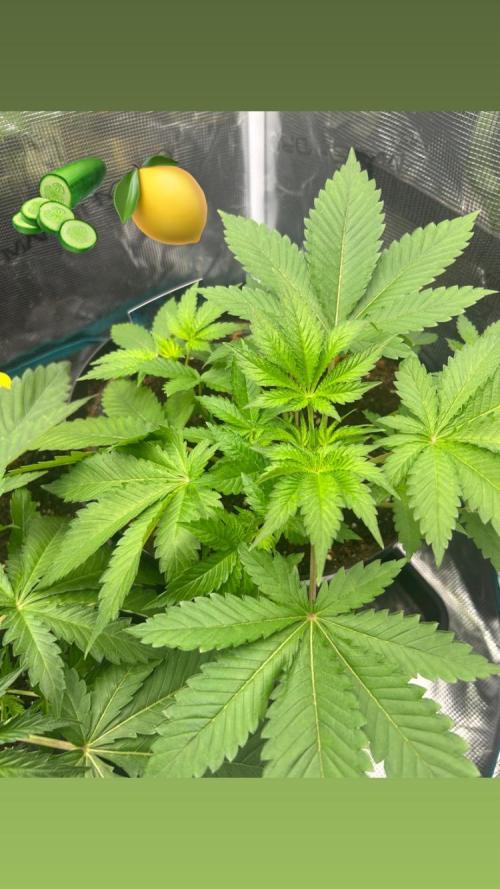 Runtz & Roses // Pickled Lemon F1. Week 4