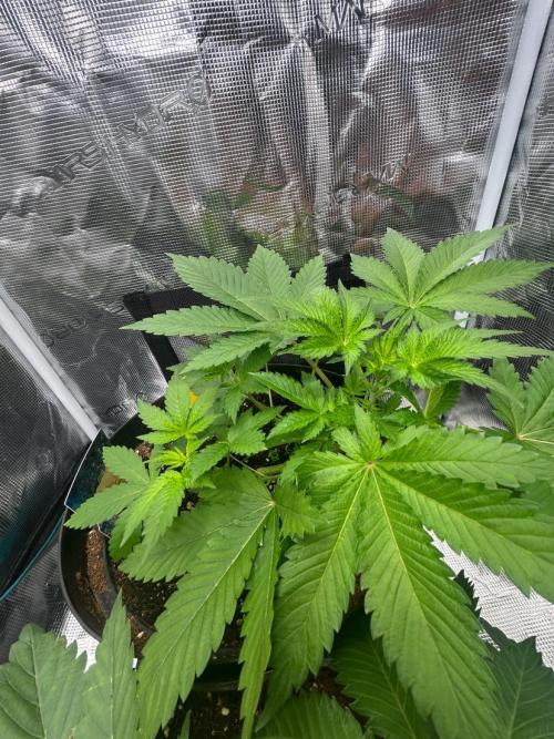 Runtz & Roses // Pickled Lemon F1. Week 4