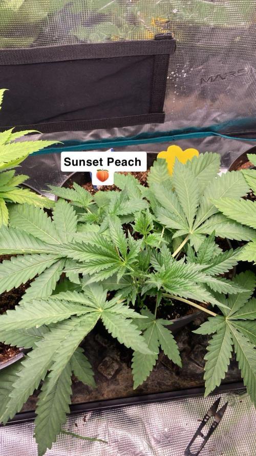 SENSI FRUITS. Week 4