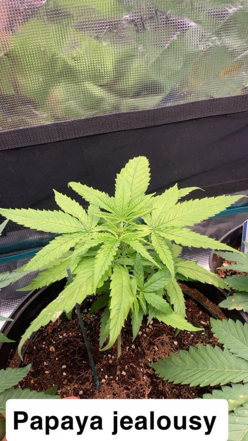 SENSI FRUITS. Week 4