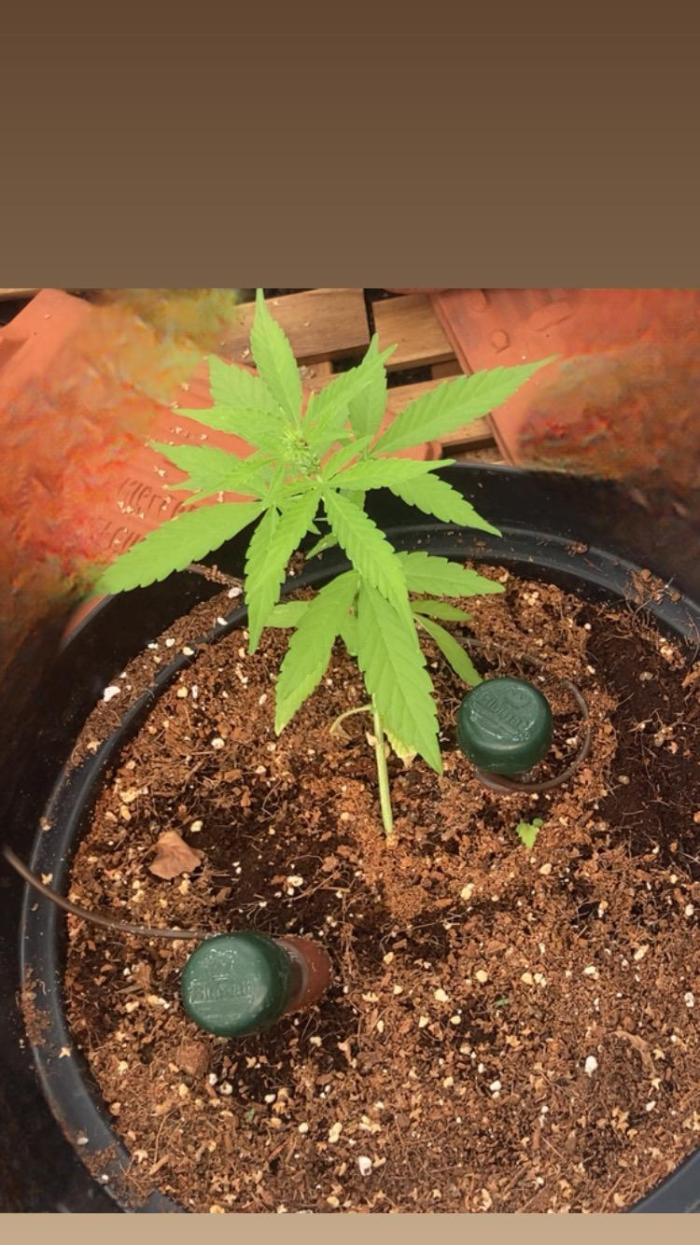 Pineapple Glue 🍍[OUTDOOR]. Week 4