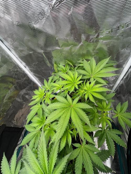 Runtz & Roses // Pickled Lemon F1. Week 5