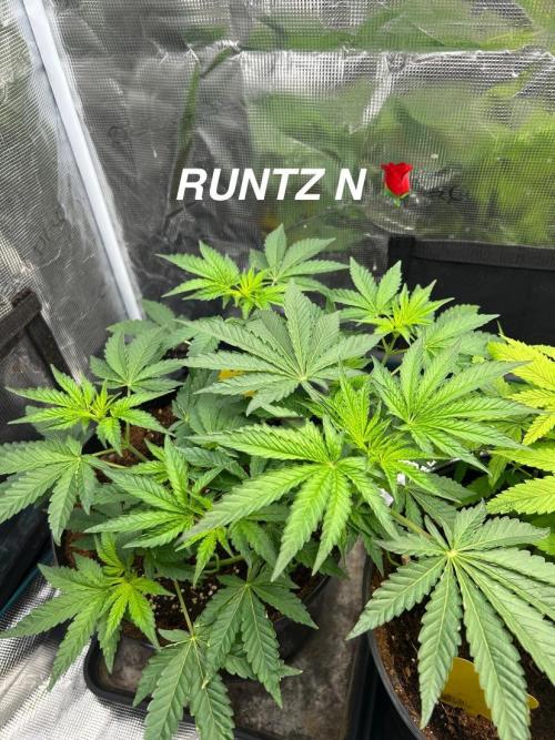 Runtz & Roses // Pickled Lemon F1. Week 5