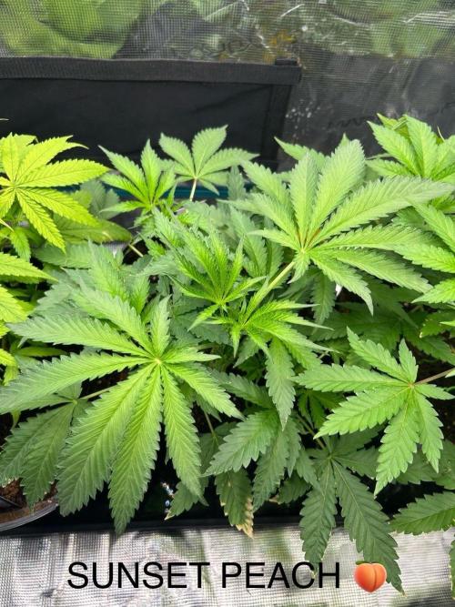 SENSI FRUITS. Week 5