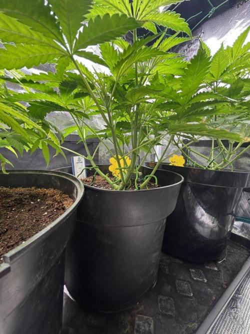 SENSI FRUITS. Week 5