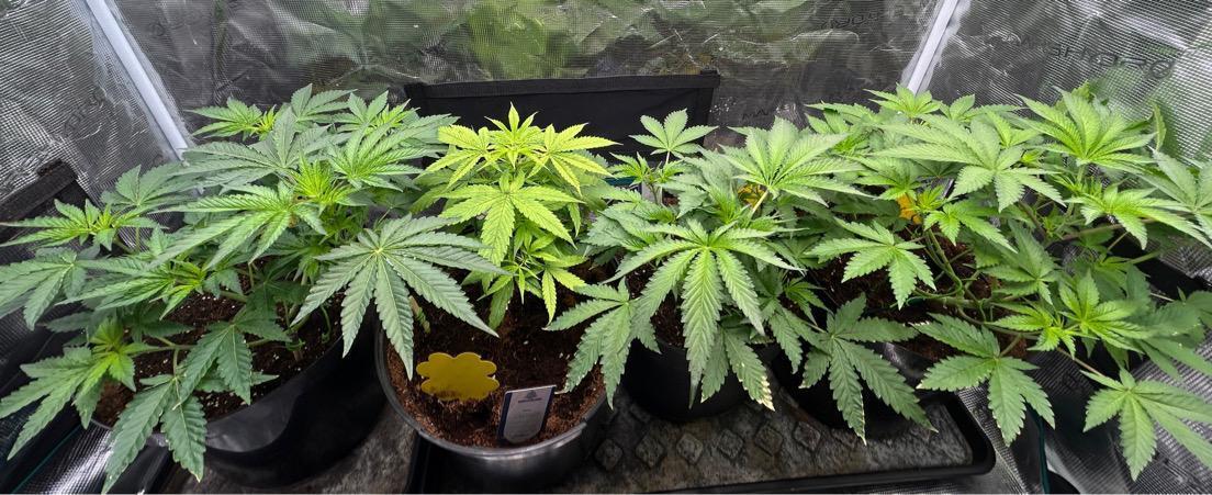SENSI FRUITS. Week 5