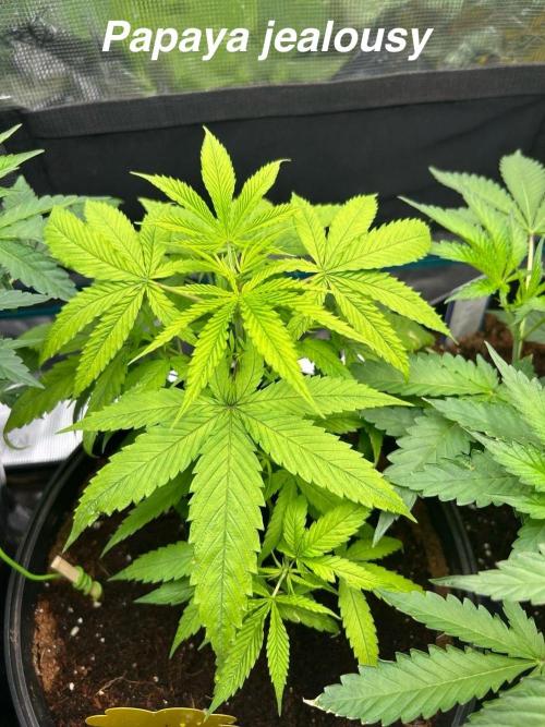 SENSI FRUITS. Week 5