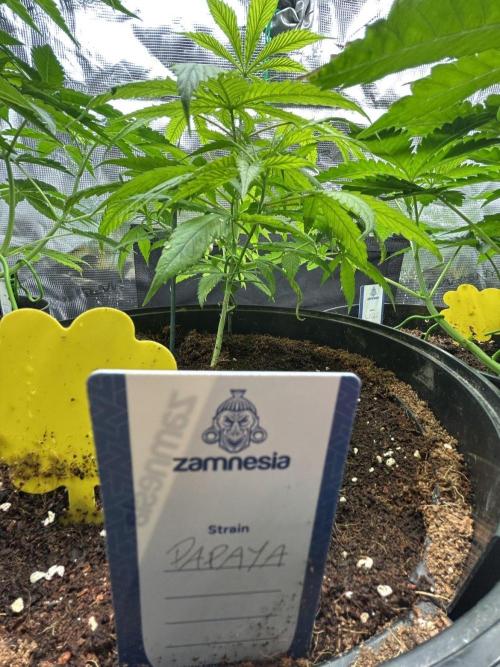 SENSI FRUITS. Week 5