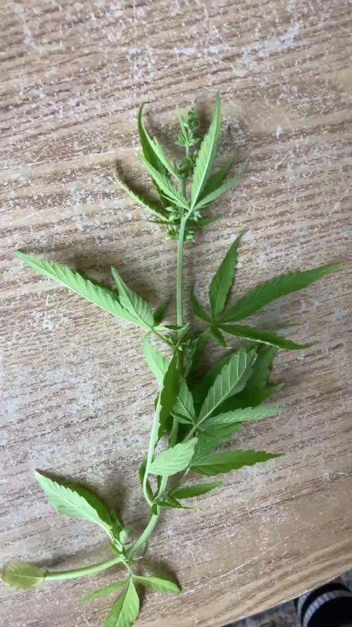 Pineapple Glue 🍍[OUTDOOR]
