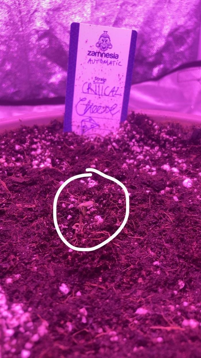 CRITICAL CHEESE 🧀. Week 0