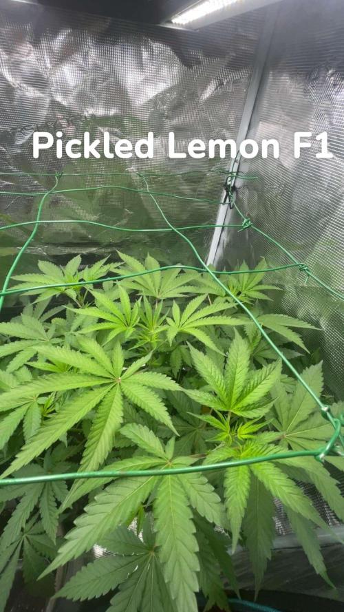 Runtz & Roses // Pickled Lemon F1. Week 6