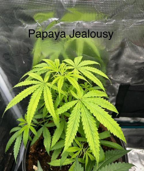 SENSI FRUITS. Week 6
