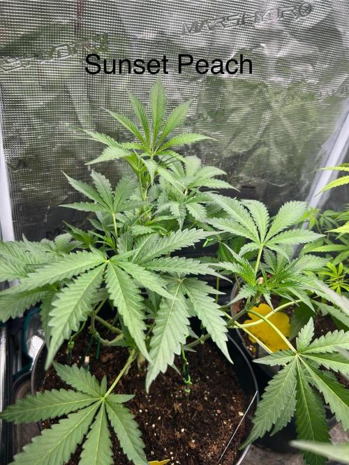SENSI FRUITS. Week 6