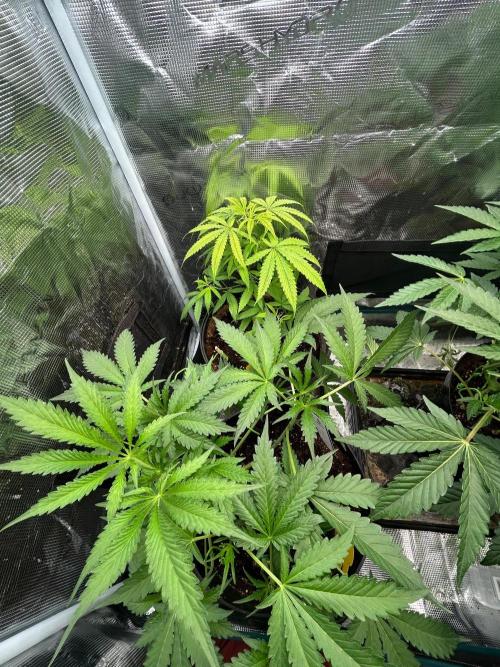 SENSI FRUITS. Week 6
