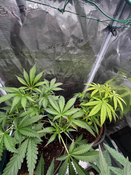SENSI FRUITS. Week 6