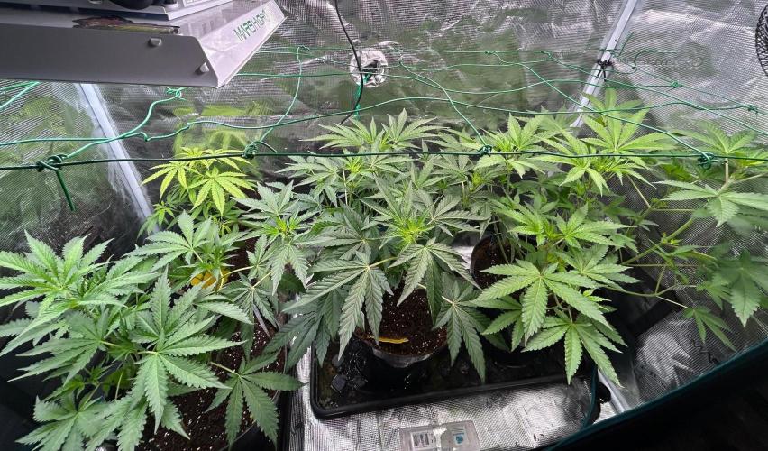 SENSI FRUITS. Week 6