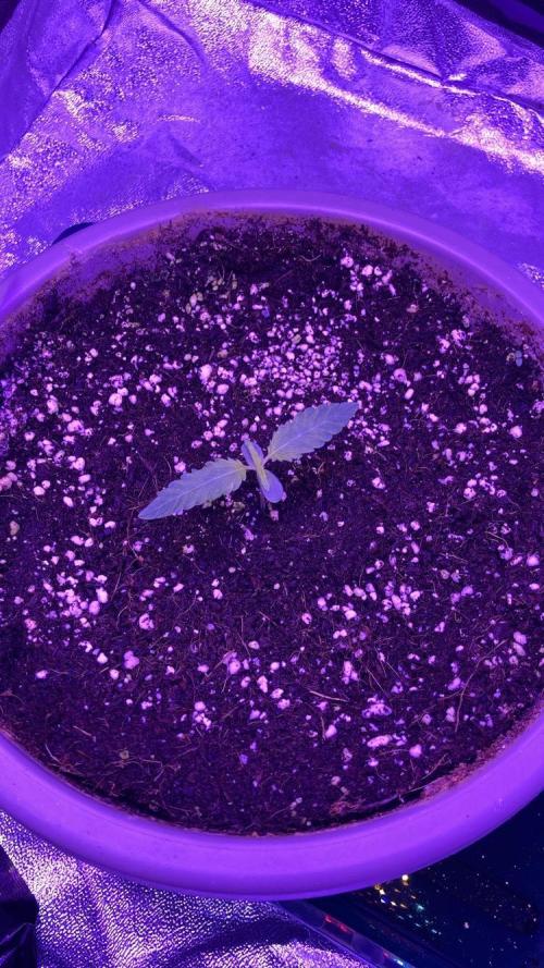 Critical Cheese Auto. Week 1