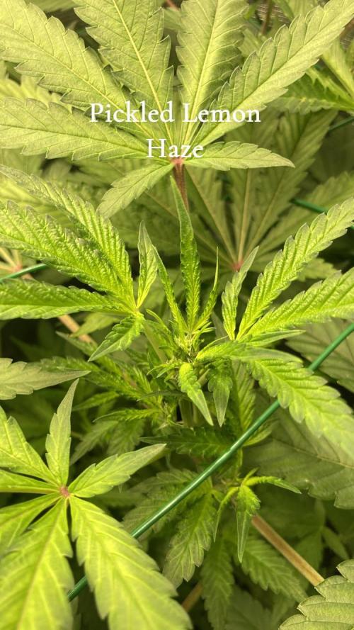 Runtz & Roses // Pickled Lemon F1. Week 7